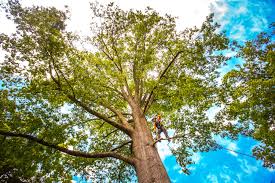 Wonder Lake, IL Tree Services Company