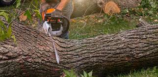 How Our Tree Care Process Works  in  Wonder Lake, IL
